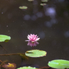 森林公園の睡蓮