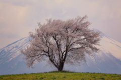 滝沢の一本桜