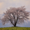 滝沢の一本桜