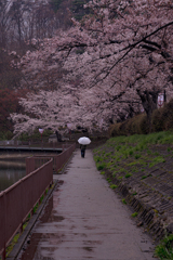 雨のさくらまつり
