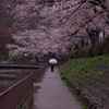 雨のさくらまつり