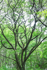 森林公園