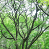 森林公園