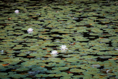 森林公園の睡蓮