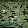 森林公園の睡蓮