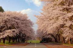 岩手県立大学の桜