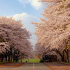 岩手県立大学の桜