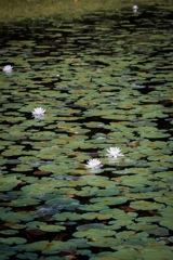 森林公園の睡蓮