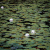 森林公園の睡蓮