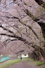 運動公園の桜