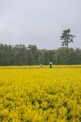 菜の花
