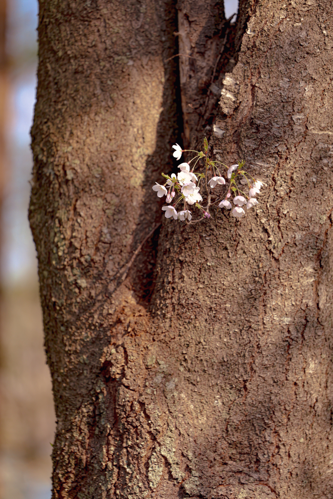 岩手県立大学の桜