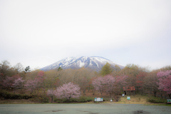 馬返しの春