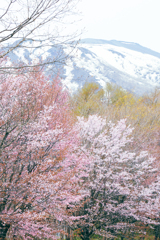 馬返しの春