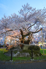 石割桜