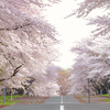 岩手県立大学の桜