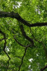 森林公園