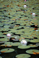 森林公園の睡蓮