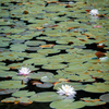 森林公園の睡蓮