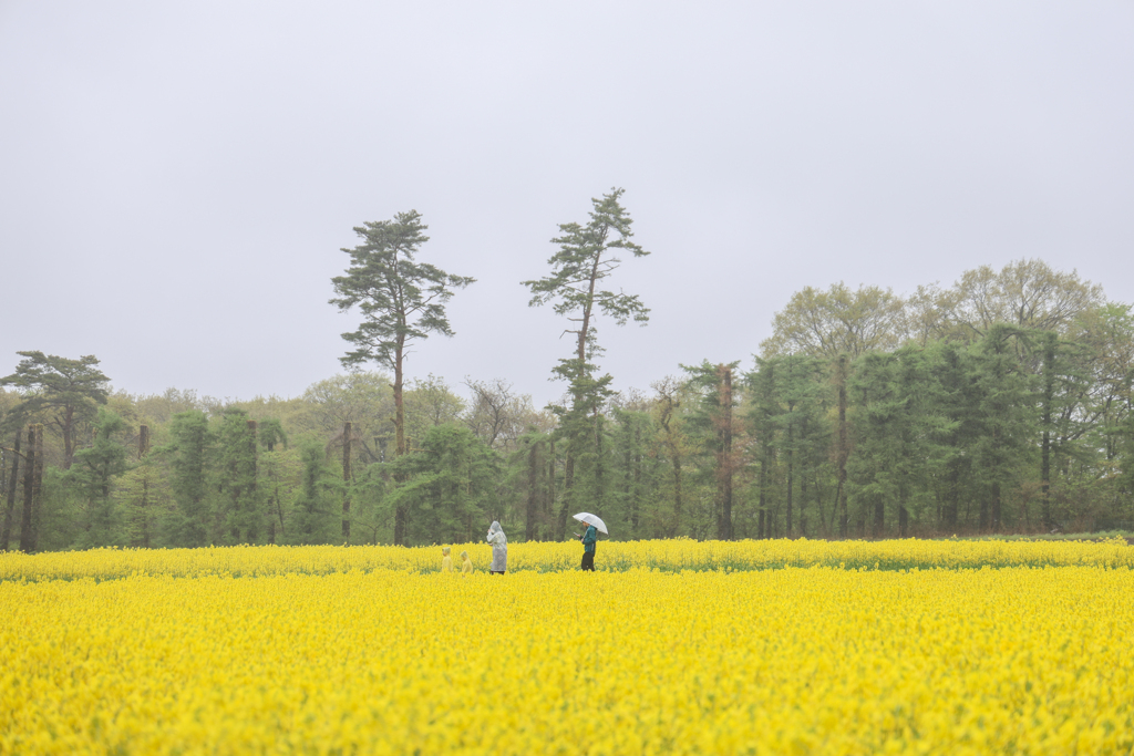 菜の花公開