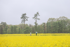 菜の花公開