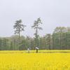 菜の花公開