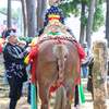 チャグチャグ馬コ