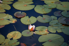 森林公園の睡蓮