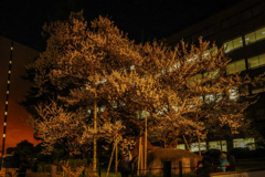 石割桜