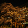 石割桜