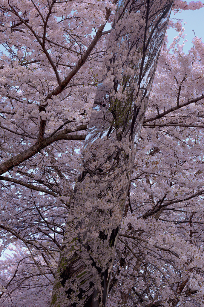 岩手県立大学の桜