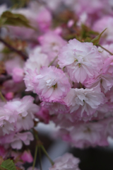 八重桜
