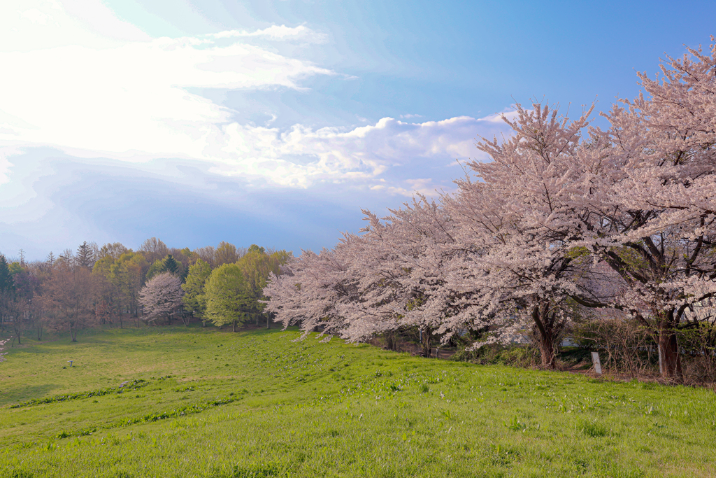 岩手県立大学の桜