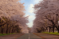 岩手県立大学の桜