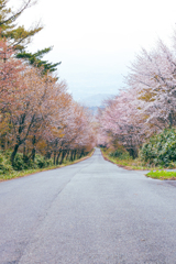 馬返しの春
