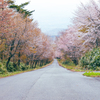 馬返しの春