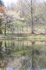森林公園の春