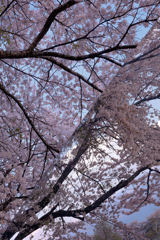 岩手県立大学の桜