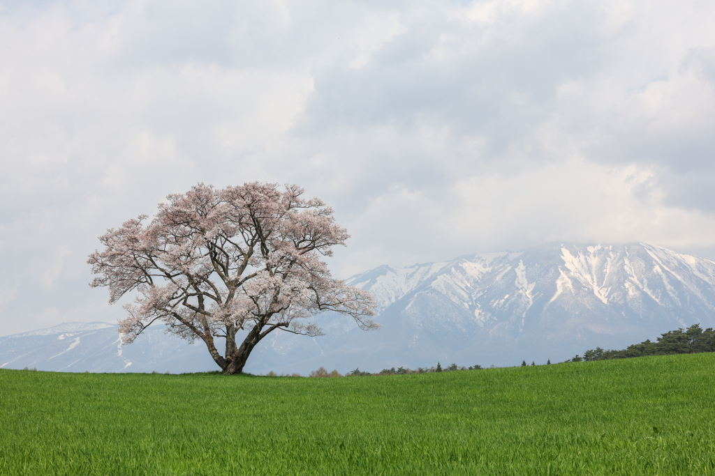 小岩井の一本桜