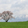 小岩井の一本桜