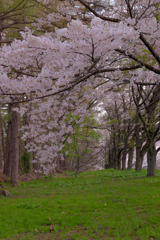 岩手県立大学の桜