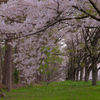 岩手県立大学の桜