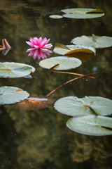 森林公園の睡蓮