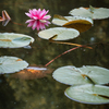 森林公園の睡蓮