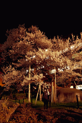 石割桜