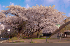 岩手県立大学の桜