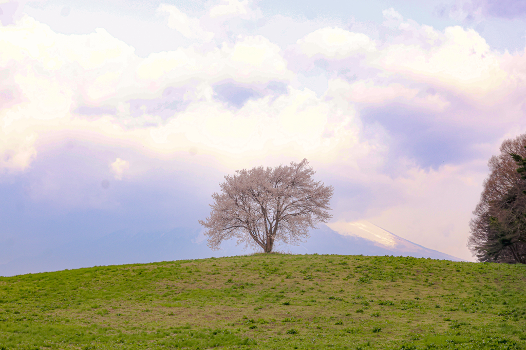 滝沢の一本桜