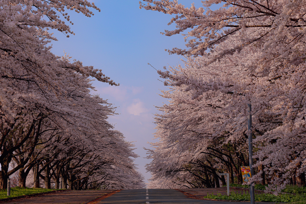 岩手県立大学の桜