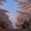 岩手県立大学の桜