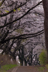 岩手県立大学の桜